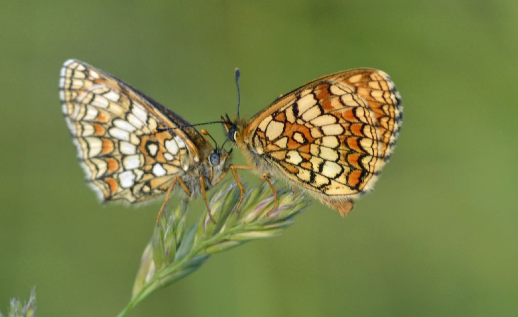 MeliMelitaea athalia?